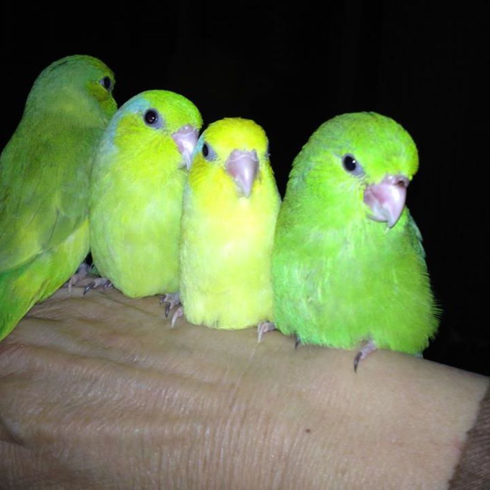 Meet your Posher, Dan